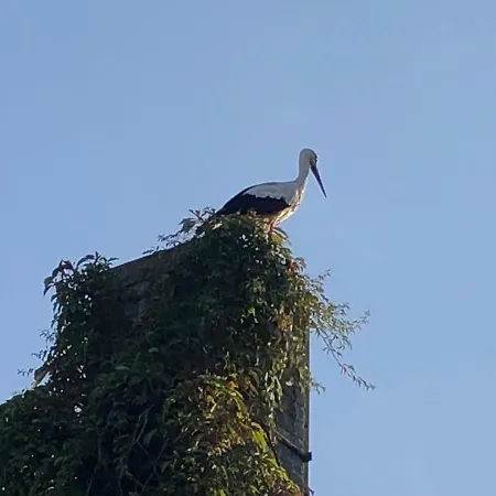 Storchennest Mit Kamin Und Sauna Putlitz