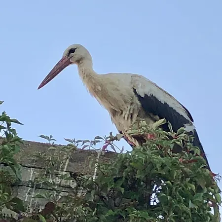 Storchennest Mit Kamin Und Sauna *